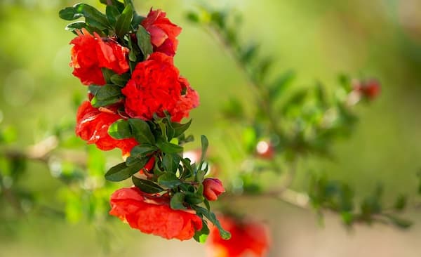خرید و فروش گلنار فارسی گیاه با شرایط فوق العاده
